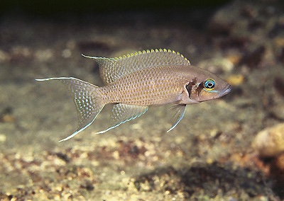 Neolamprologus pulcher 'Kalila'